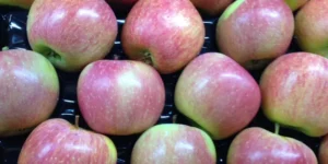 Fuji Elma Nedir? Özellikleri ve Faydaları Nelerdir? 8 fuji elma nedir 11zon