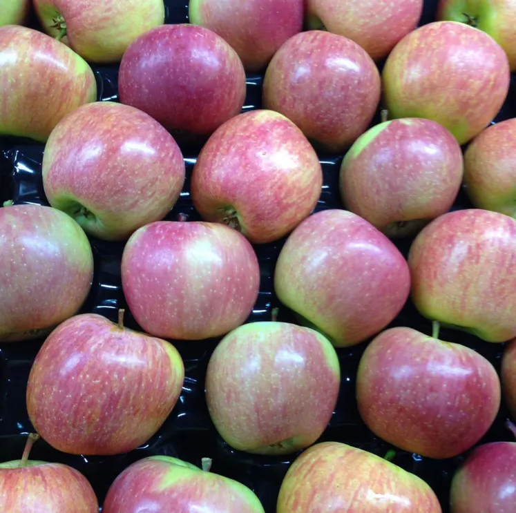 fuji elma nedir 11zon